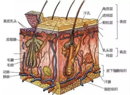 头皮一根皱，脸上六条纹，头皮管理一定要经常做！